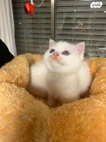 תמונת מודעה - חיות מחמד