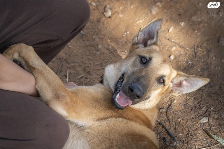 תמונת מודעה - חיות מחמד