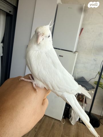 תמונת מודעה - חיות מחמד