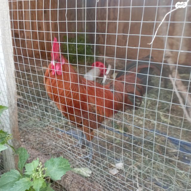 תמונת מודעה - חיות מחמד