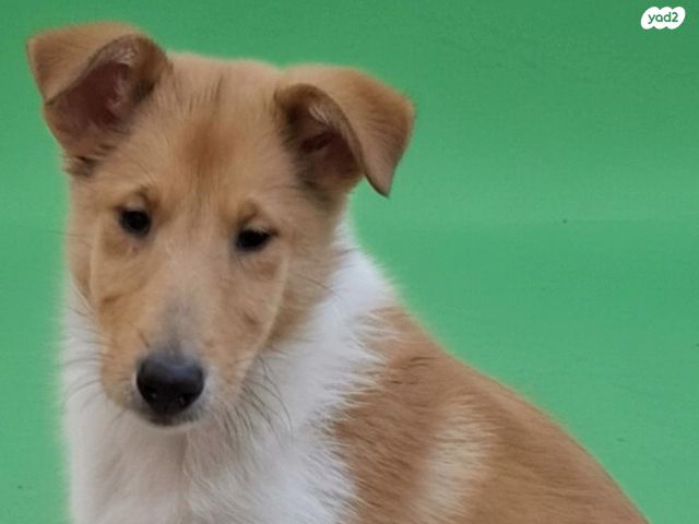 תמונת מודעה - חיות מחמד