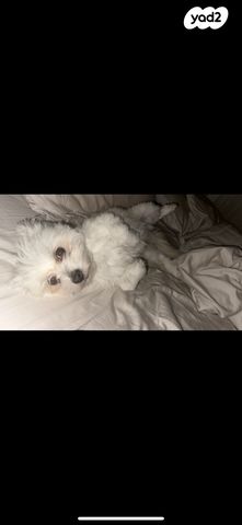 תמונת מודעה - חיות מחמד