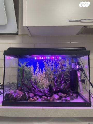 תמונת מודעה - חיות מחמד