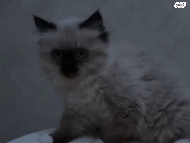 תמונת מודעה - חיות מחמד