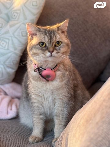 תמונת מודעה - חיות מחמד