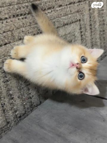 תמונת מודעה - חיות מחמד