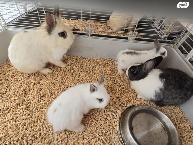 תמונת מודעה - חיות מחמד