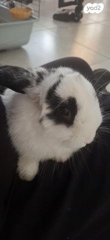 תמונת מודעה - חיות מחמד