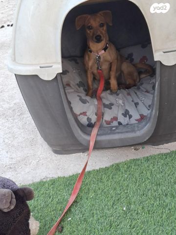 תמונת מודעה - חיות מחמד