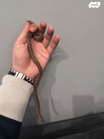 תמונת מודעה - חיות מחמד