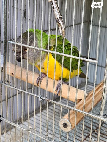 תמונת מודעה - חיות מחמד