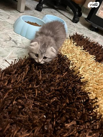 תמונת מודעה - חיות מחמד