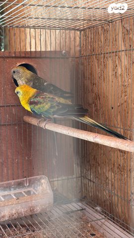 תמונת מודעה - חיות מחמד