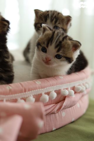 תמונת מודעה - חיות מחמד