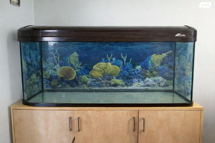 תמונת מודעה - חיות מחמד