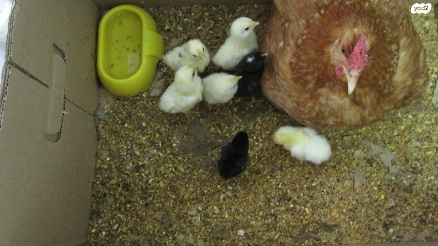 תמונת מודעה - חיות מחמד