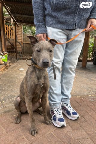 תמונת מודעה - חיות מחמד