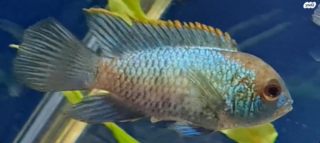 תמונת מודעה - חיות מחמד