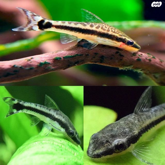 תמונת מודעה - חיות מחמד