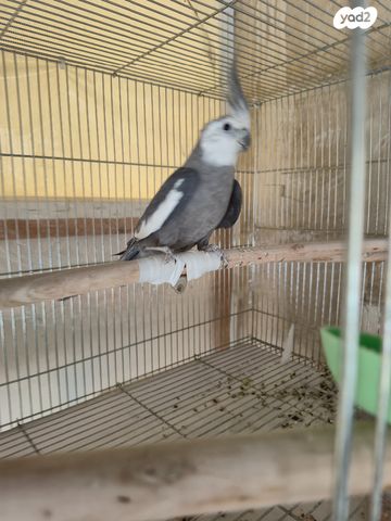 תמונת מודעה - חיות מחמד