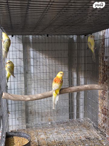 תמונת מודעה - חיות מחמד