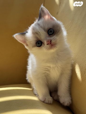 תמונת מודעה - חיות מחמד