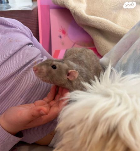 תמונת מודעה - חיות מחמד