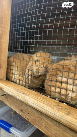 תמונת מודעה - חיות מחמד