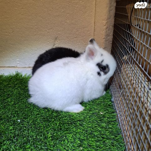 תמונת מודעה - חיות מחמד