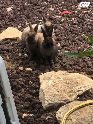 תמונת מודעה - חיות מחמד