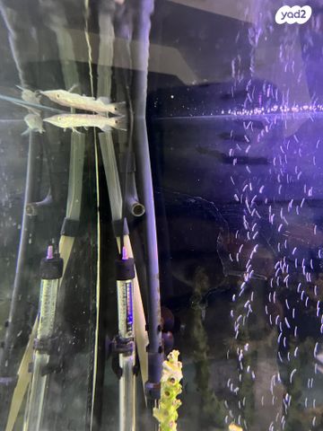 תמונת מודעה - חיות מחמד