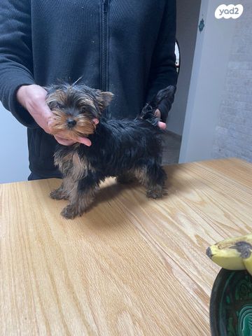 תמונת מודעה - חיות מחמד