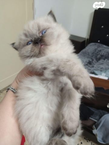 תמונת מודעה - חיות מחמד