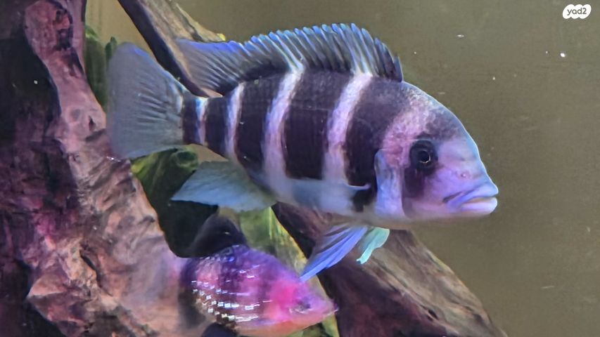 תמונת מודעה - חיות מחמד