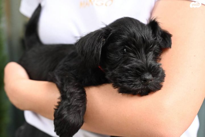 תמונת מודעה - חיות מחמד