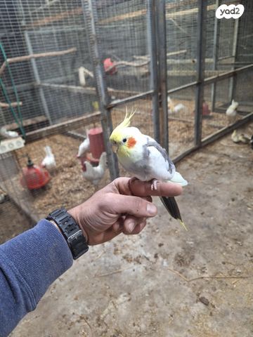 תמונת מודעה - חיות מחמד