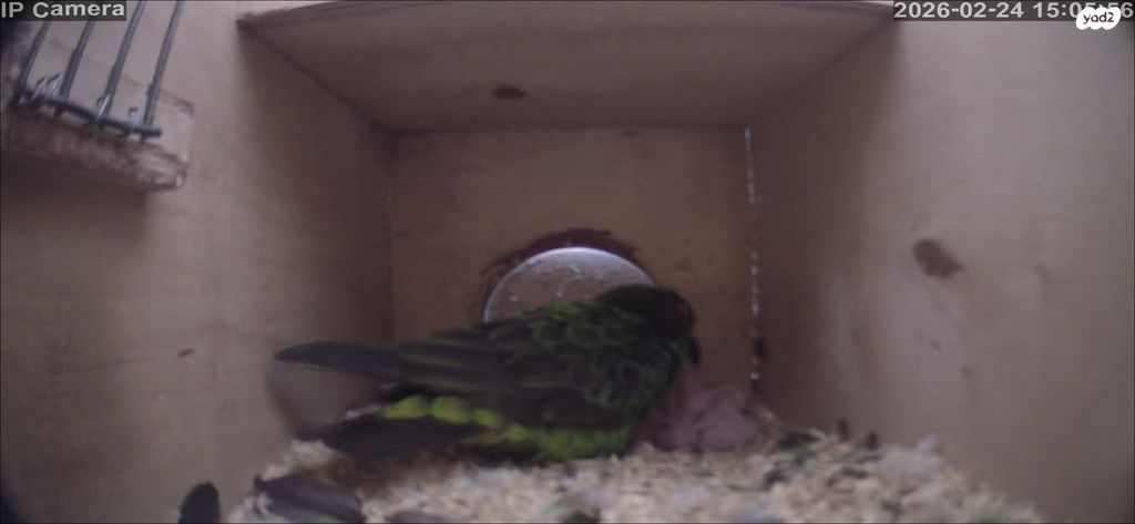 תמונת מודעה - חיות מחמד