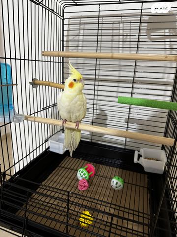 תמונת מודעה - חיות מחמד