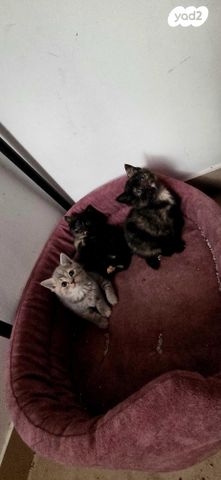 תמונת מודעה - חיות מחמד