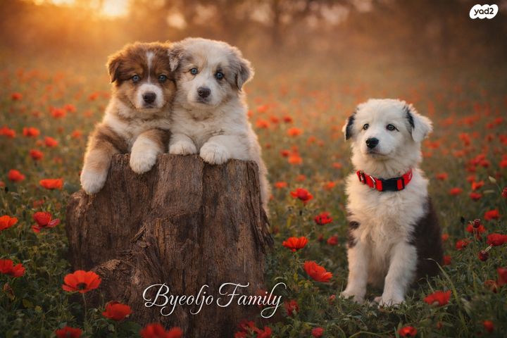 תמונת מודעה - חיות מחמד