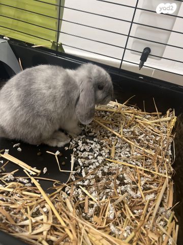 תמונת מודעה - חיות מחמד