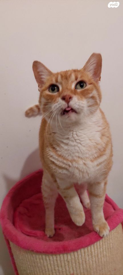 תמונת מודעה - חיות מחמד