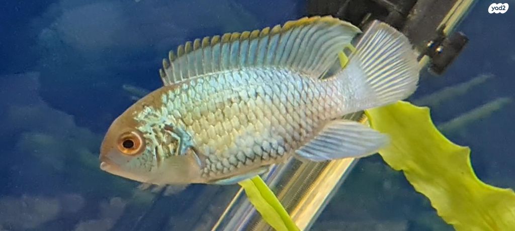 תמונת מודעה - חיות מחמד