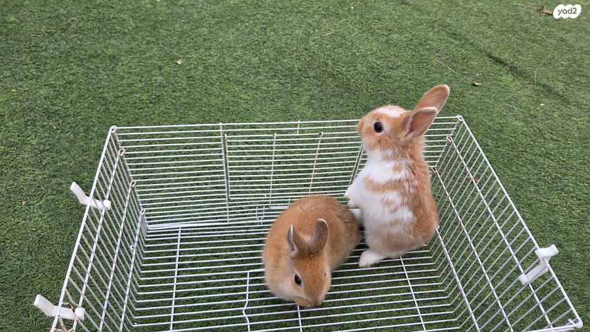תמונת מודעה - חיות מחמד