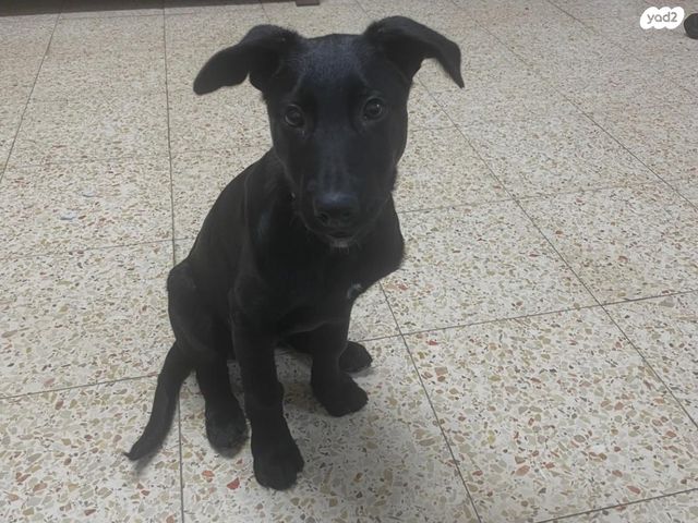 תמונת מודעה - חיות מחמד