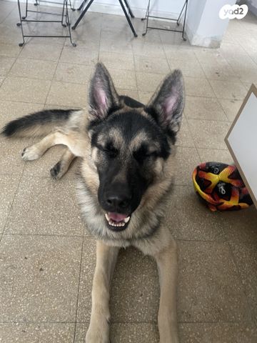 תמונת מודעה - חיות מחמד