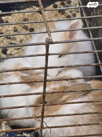 תמונת מודעה - חיות מחמד