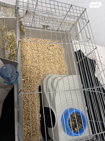 תמונת מודעה - חיות מחמד