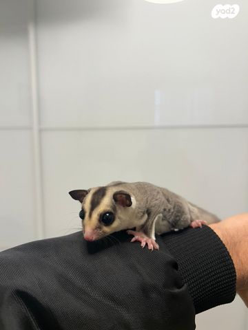 תמונת מודעה - חיות מחמד