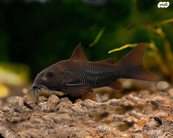 תמונת מודעה - חיות מחמד